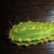 Kaktukset: sairaudet ja niiden hoito Zeco kaktus on menettämässä jättää mitä tehdä