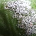 What is powdery mildew and how to fight it How to cure oak from powdery mildew
