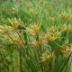 Cyperus: main species, growing conditions, reproduction