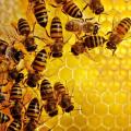 Calorie content of honey: how many kcal are contained in one teaspoon