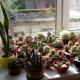 Kaktusten kasvullinen lisäys kotona