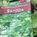 Кинза: полезные свойства, выращивание кориандра из семян в открытом грунте и домашних условиях