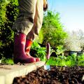 Månkalender för sådd av blommor i april Lista över vårens trädgårdsarbete för april