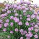 Ornamental onion - planting and caring for allium, recommendations for growing