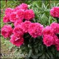 Herbaceous peony: planting and care in open ground Herbaceous peonies planting and care