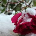 Розы осенью: уход и подготовка к зимнему укрытию