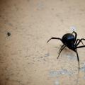 Why does a woman dream about a black poisonous spider?