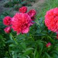 Herbaceous peonies: cultivation and reproduction How to plant herbaceous peonies