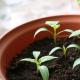Lumalagong mga seedlings ng kamatis nang walang pagpili