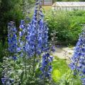 Perennial delphinium: basic rules for planting and care, photos of flowers