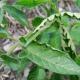 Curling of leaves in tomatoes: treatment, eliminating the cause of the disease Tomato leaves are curling, what to do