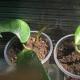 Hoya sköter hemma vattning gödningsmedel jordförökning Hur man odlar Hoya från frön