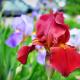 Dyrking av iris i åpen mark på en personlig tomt: trekk ved Irisbærsorten
