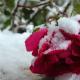 Roses in autumn: care and preparation for winter shelter