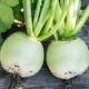 Loba, Chinese radish, Margelan radish is an annual or biennial vegetable root plant of the Cabbage family