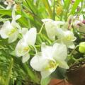 Orkideer og deres hjemland Orkideer: dyrking og omsorg