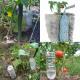We make drip irrigation from bottles with our own hands Watering method using plastic bottles