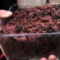 How to breed worms for fishing at home: suitable species and care for them