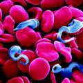 Захворювання, що передаються через кров хворої людини до здорової Які інфекції передаються через кров
