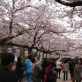 Як цвіте сакура в японії Як називається цвітіння сакури в японії