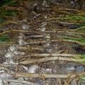 We store “goodies” for future use: how to dry garlic at home to preserve its valuable properties