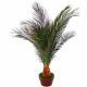 Date palm: tropical exotica in your home