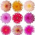 How to grow beautiful border dahlias on your site?