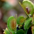 Description of the Venus flytrap and where the carnivorous plant lives