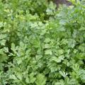 Growing root and seed parsley