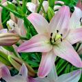 Subtleties and nuances of planting lilies and caring for them: a complete overview of growing technology