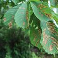 Chestnut diseases and how to treat them