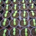 Hur man odlar tidiga gurkor